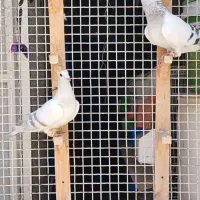 کبوتر کفتر جفتگاه رنگی