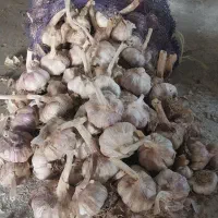 سیر بذری