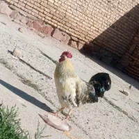 خروس