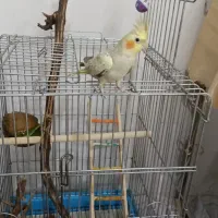 عروس هلندی نر