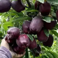 نهال مراغه