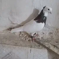 کفتر