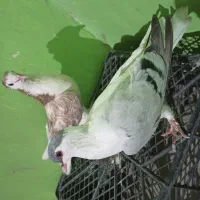 کفتر فروشی