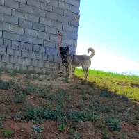 سگ‌سرابی ۱۸ماهه‌