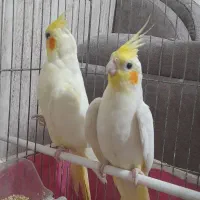 جوجه عروس ۴ماهه