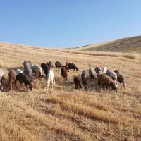 35عدد میش با 39 بره