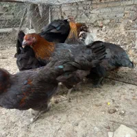 با سلام مرغ تشنو صحیح وسالم