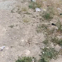 معاوضه زمین در شهرک کوثر دانش با واحد آپارتمان