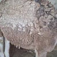 شتر دوسال چاق