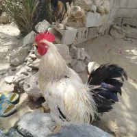 خروس