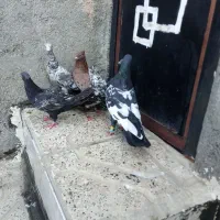 کفترسارسینه دم سفید تهرونی وپلاکی
