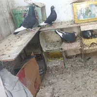 دو جفت پلنگ