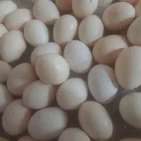 تخم مرغ محلی
