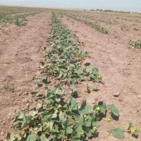 ۴ هکتار خیار دیمی
