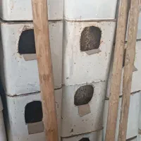 پرنده