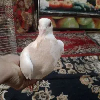 کبوتر