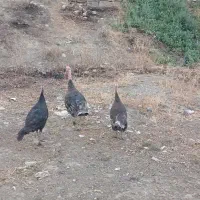 بوقلمون
