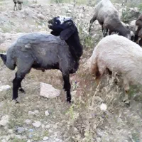 چندتا بره قوچ شال نمونه وترکیب شال وقزل افشار