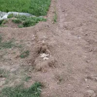 اجاره زمین کشاورزی برای کشت زعفران