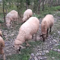 گوسفند جوان چاق و چله حدود ۴۰ کیلویی بز