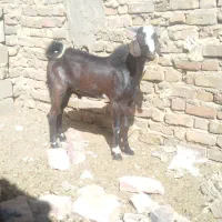 تروشت مری اصل