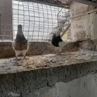 جفت کبوتر طوقی ماده