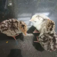 جوجه بوقلمون زیرمرغی