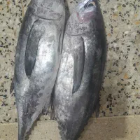 انواع ماهی صید روز تازه
