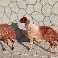 دو راس میش خوشگل باب مالداری جوان