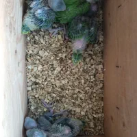 جوجه ملنگوسرلاکی شاه تخم پرورش خانگی