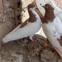 کبوتر رنگی پرشی دونه ای فقط ۴۰۰
