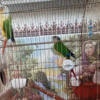 یک جفت گرینچیک