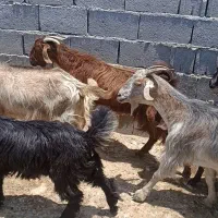 فروش بز و کهره