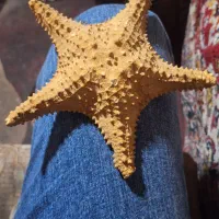 ستاره دریایی ستاره شانس