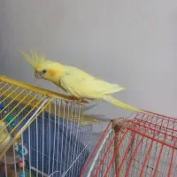 طوطی عروس لوتینو نر