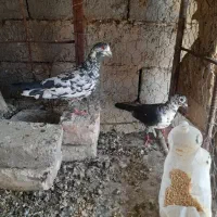 کبوترسوسکی