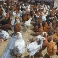 نیمچه  ماده مرغ محلی نژاد گلپایگان