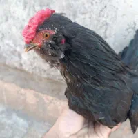 فروش خروس