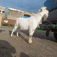 بزسانن