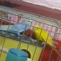 معاوضه سه عشق نر کارداده