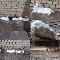 خرگوش