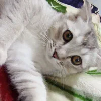 گربه اسکاتیش