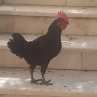خروس سیاه ۷ماهه