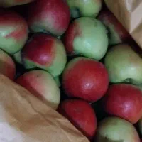باغ سیب اجاره داده می شود
