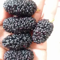 شاه توت ارگانیک و اعلا