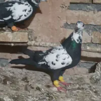 نرماده سوسکی کاکلی عطیقه