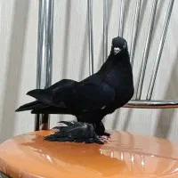 کبوتر نر
