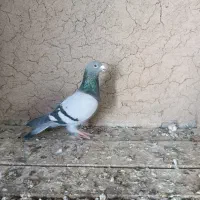 دوبر نر