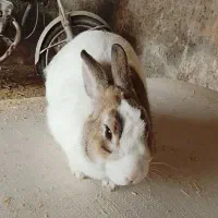 خرگوش