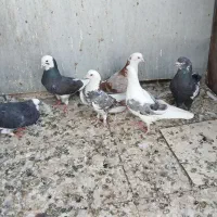 کبوتر رنگ و پرش